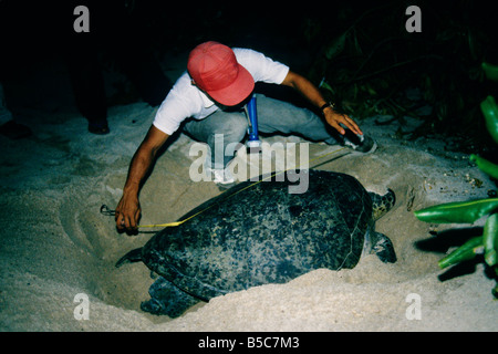 La mesure de Ranger 'nidification des tortues de mer vertes'. Banque D'Images