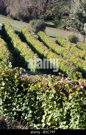 Les collines de vignes à la Stone Hill Winery Herman Missouri Banque D'Images