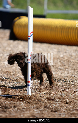 Chien qui court à travers les poteaux à une armure d'agilité de chien. Banque D'Images