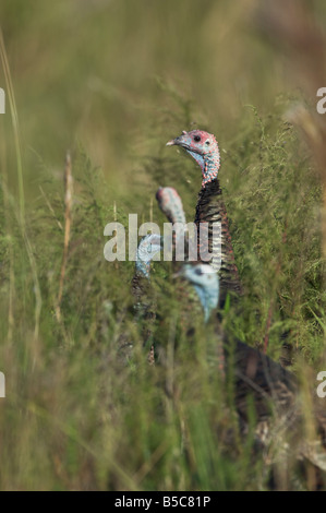 Floride rafter de Wild Turkey lookout maintien à l'état sauvage Banque D'Images