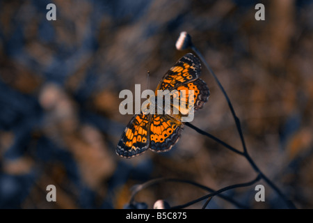Phaon Croissant-rouge reposant sur papillon fleur avec ailes déployées Banque D'Images