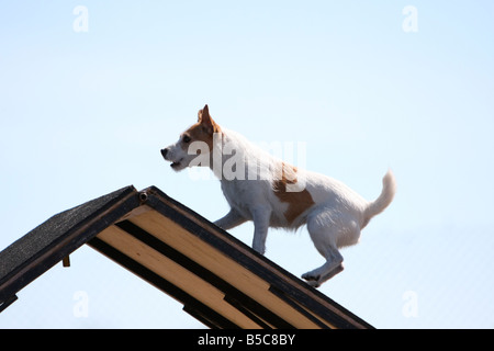 Jack Russell Terrier chien qui court sur le haut d'une rampe sur un une trame en agilité procès. Banque D'Images