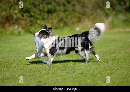 Berger Australien bleu merle side Banque D'Images