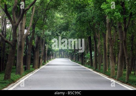 Route cannelier ou Cinnamomum camphora camphrier ou ou Camphorwood ou camphre laurel dans la province de Jiangsu Chine Banque D'Images