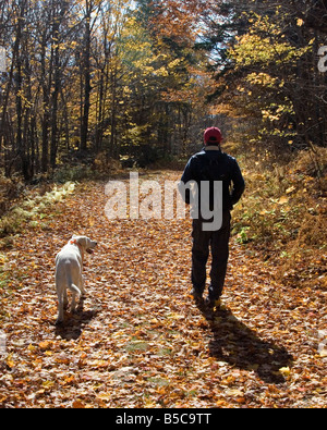 La promenade du chien, la marche avec un chien à travers les feuilles tombées d'un jour d'automne de la Nouvelle Angleterre. Banque D'Images