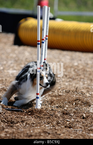Berger Australien qui traverse weave poles à un concours d'agilité de chien. Banque D'Images