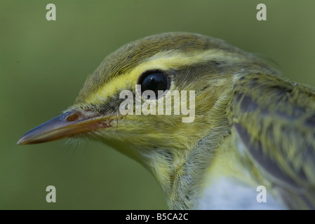 Phylloscopus trochilus Willow Warbler Fitis oiseaux Banque D'Images