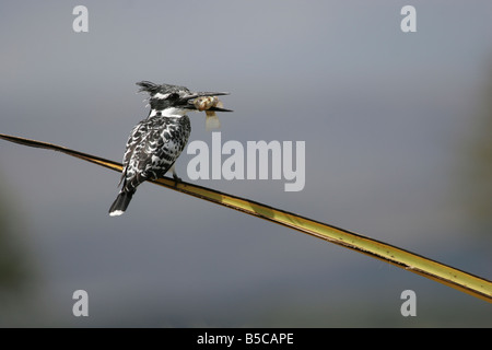 Pied Kingfisher Ceryle rudis de pêche de la tige de roseau au lac Naivasha, Kenya. Banque D'Images