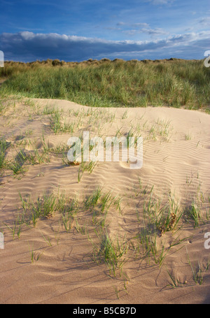 Une vue sur les dunes de Holme réserve naturelle sur les North Norfolk Coast Banque D'Images