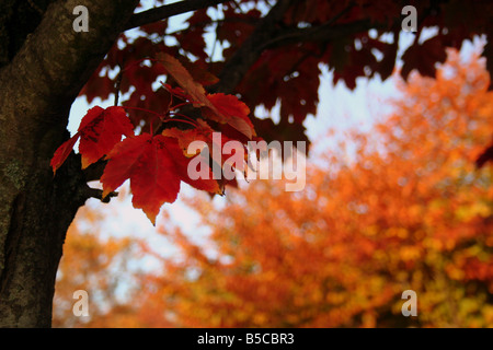 Les rouges oranges marrons d'un érable à l'automne Banque D'Images