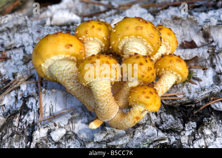 Groupe de champignons Pholiota aurivella sur le tronc de bouleau Banque D'Images