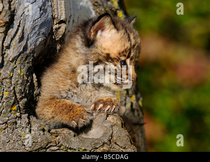 Chaton Bobcat à partir d'un arbre creux den dans une forêt d'automne Banque D'Images