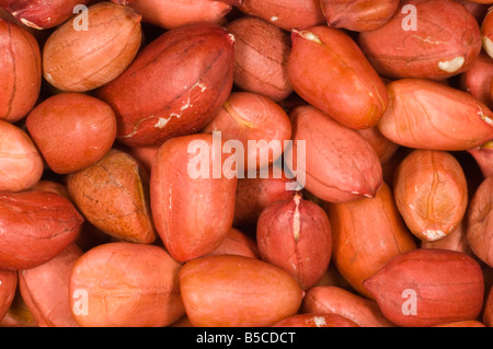 Gros plan de la peau rouge des arachides (monkey nuts) Banque D'Images