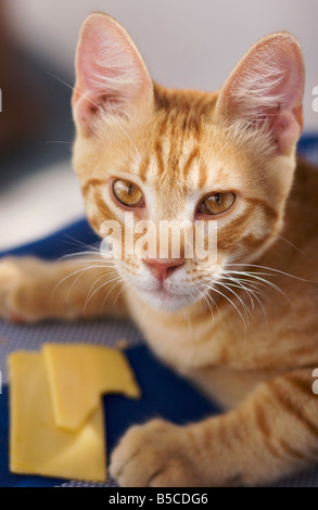 Un chat-tigre blanc rouge avec de très petites élèves lève les yeux de son repas, deux tranches de fromage, l'un à moitié mangé. Banque D'Images