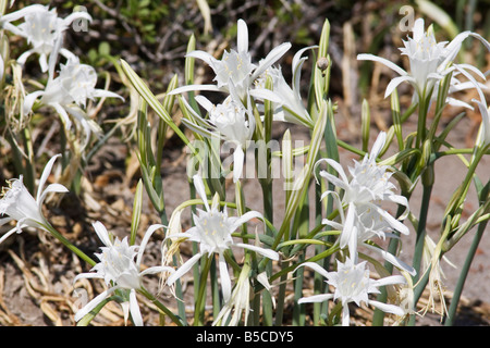 Jonquille de la Mer Blanche ou la mer (Pancratium maritimum) Lily sur la plage, île de Rhodes, Dodécanèse, Grèce Banque D'Images