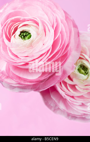 Ranunculus asiaticus Renoncule Fleur Persan Banque D'Images