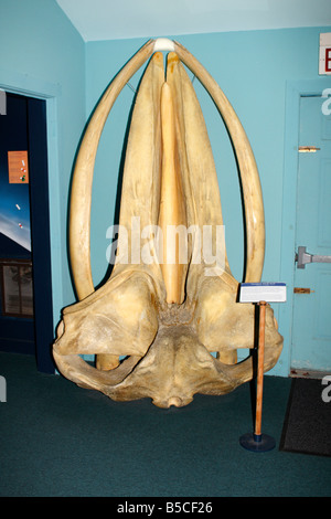 Crâne Baleine à bosse dans le Bar Harbor Whale Museum à Bar Harbor, Maine Banque D'Images