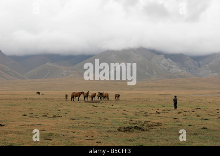 Troupeau de chevaux sur le lac Song-Kol, Tien Shan mountain, du Kirghizistan, de l'Asie centrale Banque D'Images