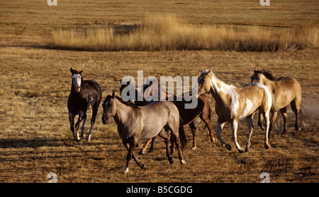 Cowboys et leurs chevaux Banque D'Images