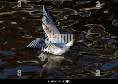 Coup d'humour de l'afloating mouette sur l'eau avec la tête sous l'eau, plongeur - illusion optique Banque D'Images