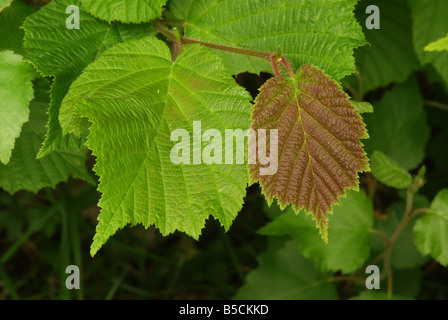 Les feuilles de noisetier (Corylus avellana). Banque D'Images