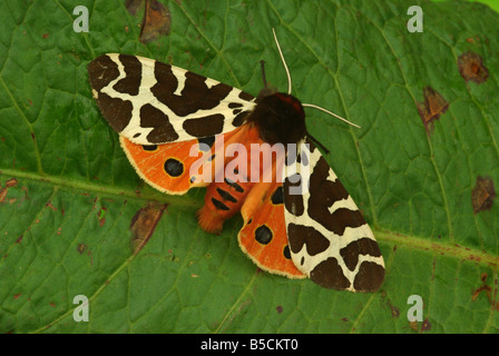 Jardin Tiger Moth (Arctia caja) Banque D'Images