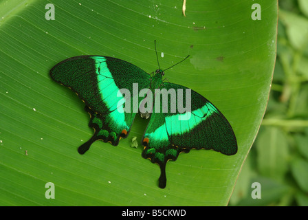 Papilio palinurus, un papillon vert. Banque D'Images