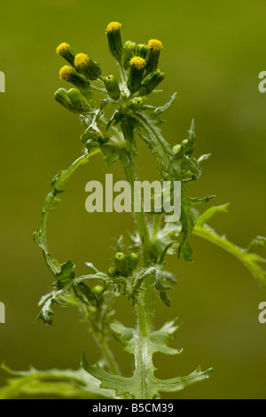 Le séneçon Senecio vulgaris en fleur de mauvaises herbes annuelles communes Banque D'Images