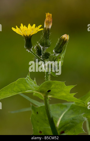 Sonchus oleraceus laiteron lisse fleur dans de mauvaises herbes annuelles communes Banque D'Images