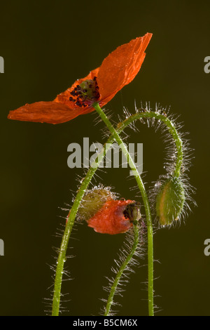 Champ de pavot coquelicot commun ou Papaver rhoeas en fleurs et des bourgeons après la pluie Cornfield Dorset Banque D'Images