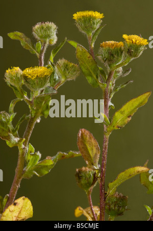 Petit fleabane Pulicaria vulgaris plante très rare de pâturages broutés dans la nouvelle forêt Hants Banque D'Images