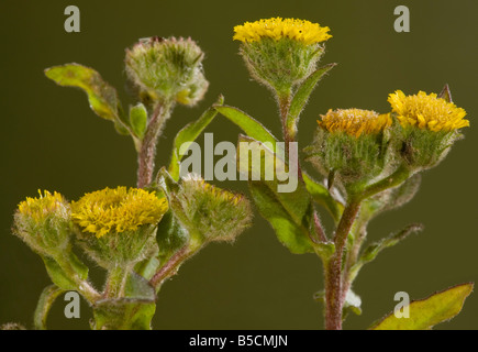 Petit fleabane Pulicaria vulgaris plante très rare de pâturages broutés dans la nouvelle forêt Hants Banque D'Images