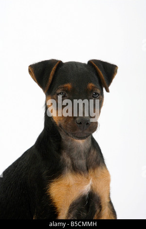 La chasse allemande Terrier puppy 8 semaines Banque D'Images