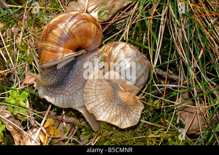 Les Escargots de Bourgogne, escargots Helix pomatia, Romain Banque D'Images