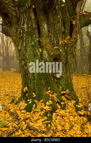 Vieux charme Carpinus betulus pollard de bois ancien le pâturage d'automne près de Sigishoara Breite Transylvanie Roumanie Banque D'Images