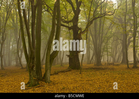 Bois ancien pâturage avec de vieux chênes et de hêtres dans la brume de l'automne la réserve naturelle près de Sigishoara Breite Transylvanie Roumanie Banque D'Images