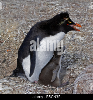 Rockhopper Penguin family Banque D'Images