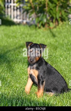 La chasse allemande Terrier puppy 8 semaines Banque D'Images