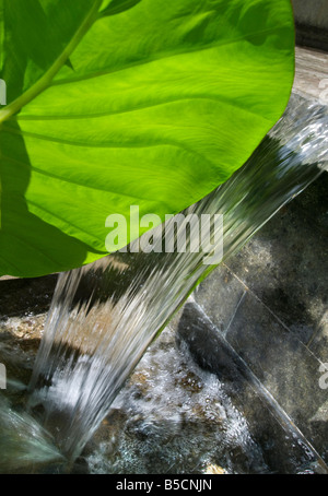 Cascade jardin ensoleillé avec de grandes feuilles vert-cadre tropical en premier plan Banque D'Images