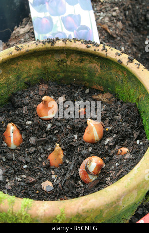 La plantation de bulbes de tulipe Tulipa UNE DOUBLE COUCHE DE REINE DE LA NUIT À LA FIN DE L'AUTOMNE Banque D'Images