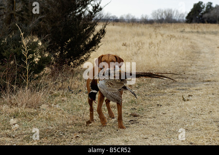 La récupération de faisan à collier Vizsla devint Dead Kansas Banque D'Images