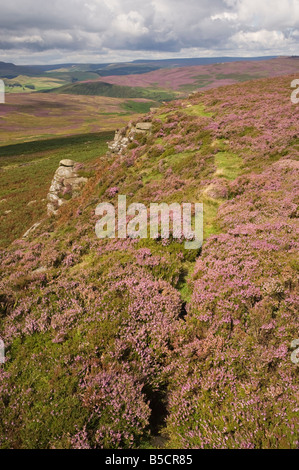 Landes de bruyère (Calluna vulgaris), Stanage Edge, Peak District, National Park, Derbyshire, ROYAUME-UNI Banque D'Images