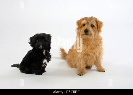 Et terrier de Norfolk Bolonka Zwetna Tsvetnaya Bolonka 12 semaines chiot Banque D'Images