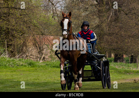 Les essais de conduite à cheval Parc Thoresby UK Banque D'Images