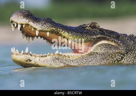 Alligator Alligator mississipiensis bouche ouverte adultes Rio Grande Valley Texas USA Banque D'Images