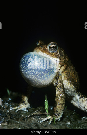 Crapaud d'Amérique (Bufo americanus), homme de nuit appeler, Raleigh, comté de Wake, en Caroline du Nord, USA Banque D'Images