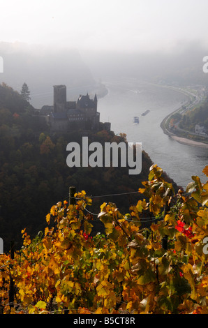 Burg Katz château allemand, vignobles, vallée du Rhin à l'automne, Allemagne Banque D'Images