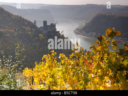 Burg Katz château allemand, vignobles, vallée du Rhin à l'automne, Allemagne Banque D'Images