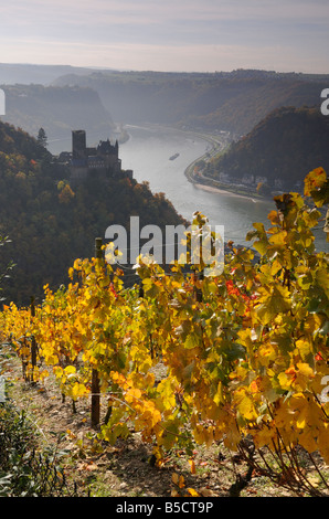 Burg Katz château allemand, vignobles, vallée du Rhin à l'automne, Allemagne Banque D'Images