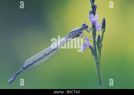 Bluet familiers Enallagma civile homme par la rosée Rio Grande Valley Texas USA Banque D'Images